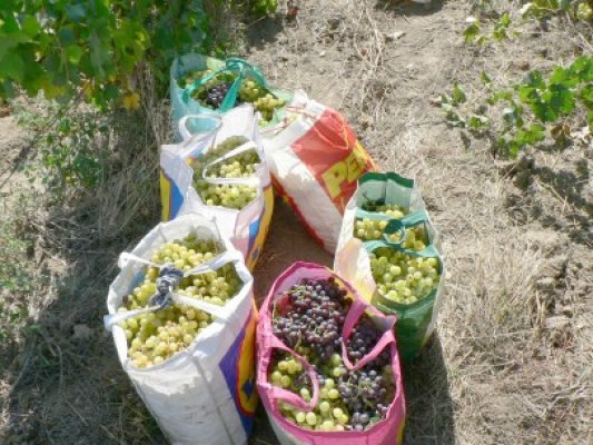 Toamna se numără hoţii